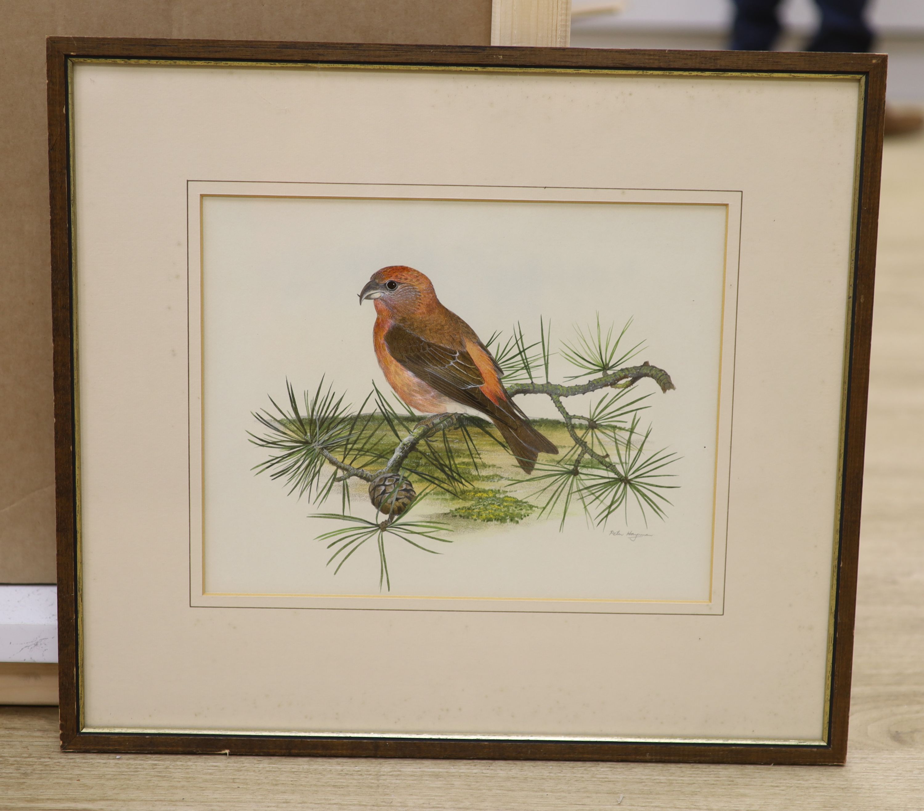 Peter Hayman (1930-), watercolour, Crossbill on a pine branch, signed, 23 x 30cm